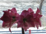 My mom sent me this picture of her amaryllis in bloom--the backdrop is the icy Missouri river.  