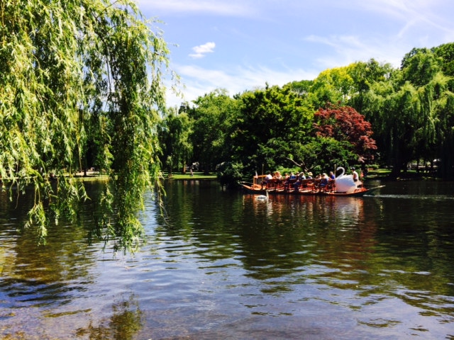 One of the park swans checks out the competition!